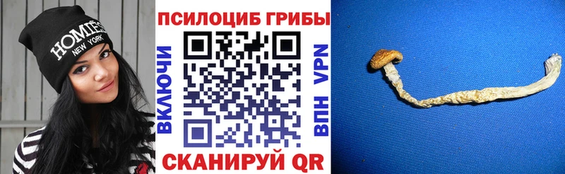 Псилоцибиновые грибы мицелий Купить где Шарья